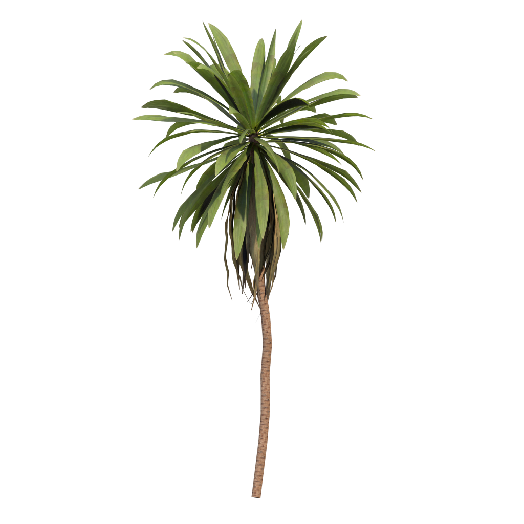 Cordyline petiolaris - Broad leaved palm lily